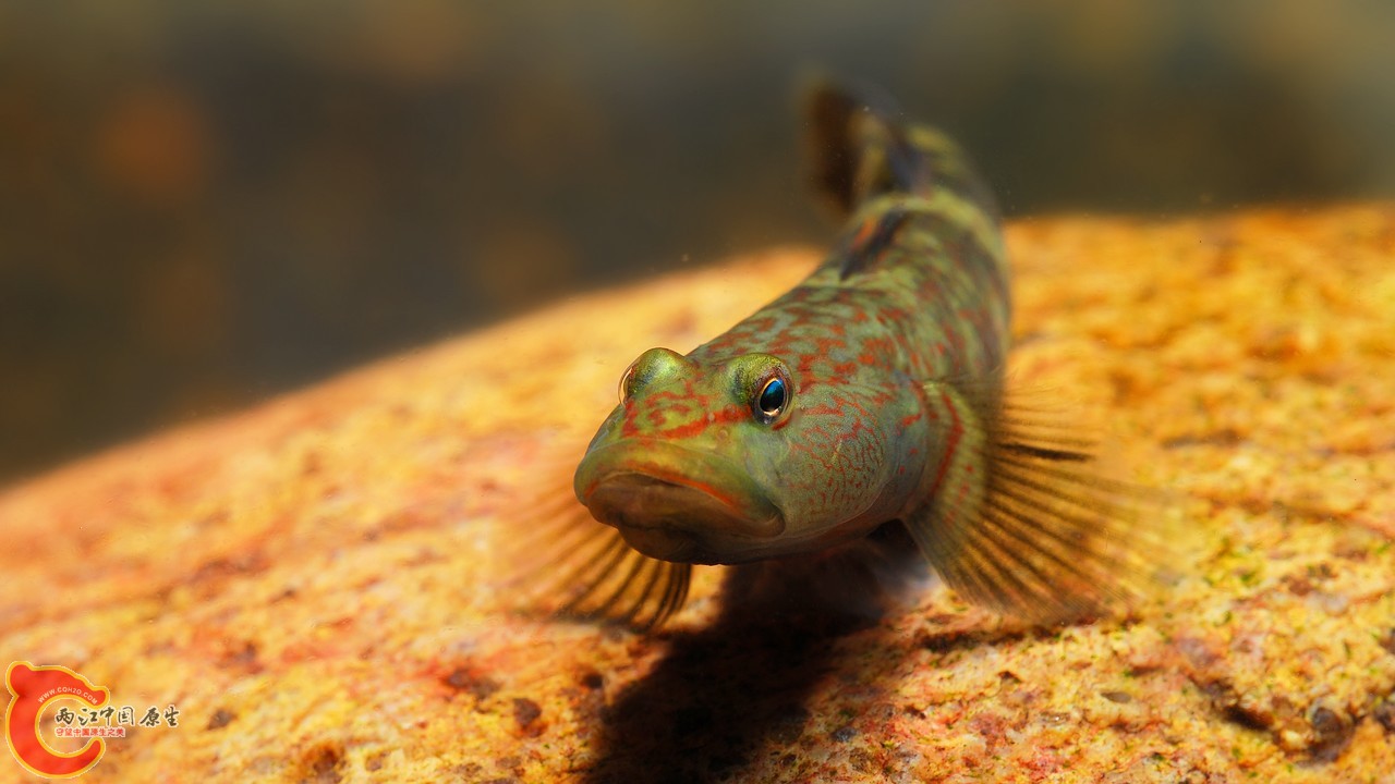 这两张是同一只