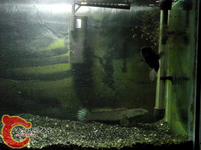 以下是第二窝10.27更新的图片 为了安全起见  已经把缸里的所有障碍物都清除了