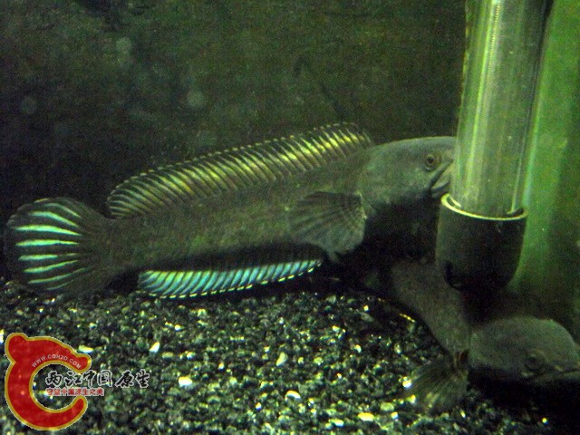 DSCF0063.JPG