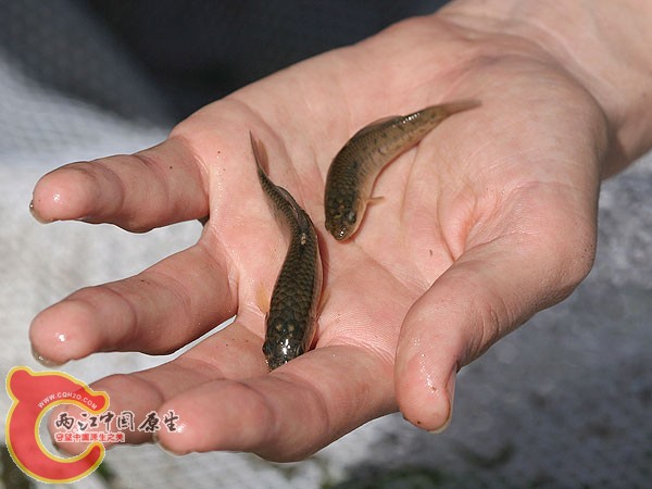 fish239.jpg