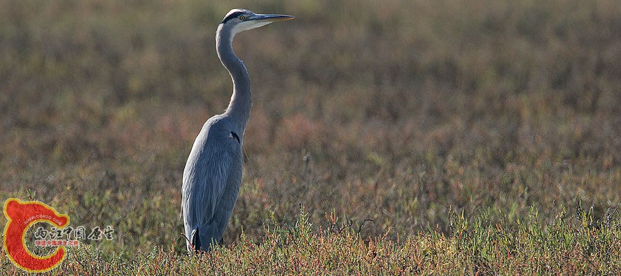gbhcarp002.jpg