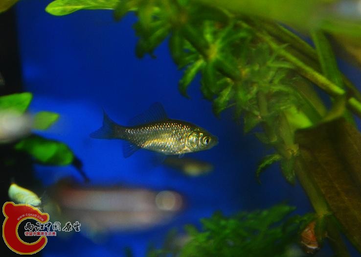 DSC_4238.JPG