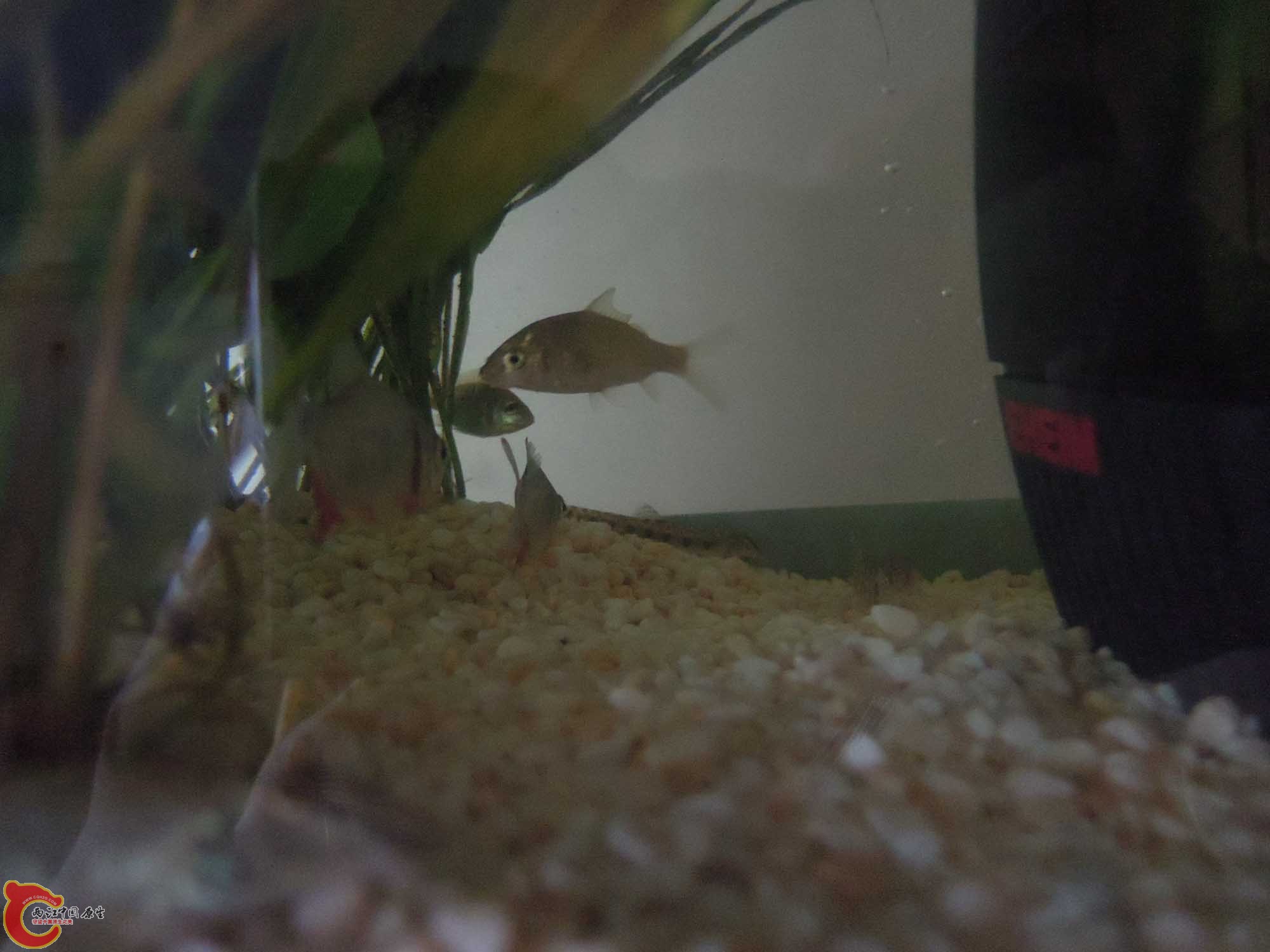 神马鱼啊