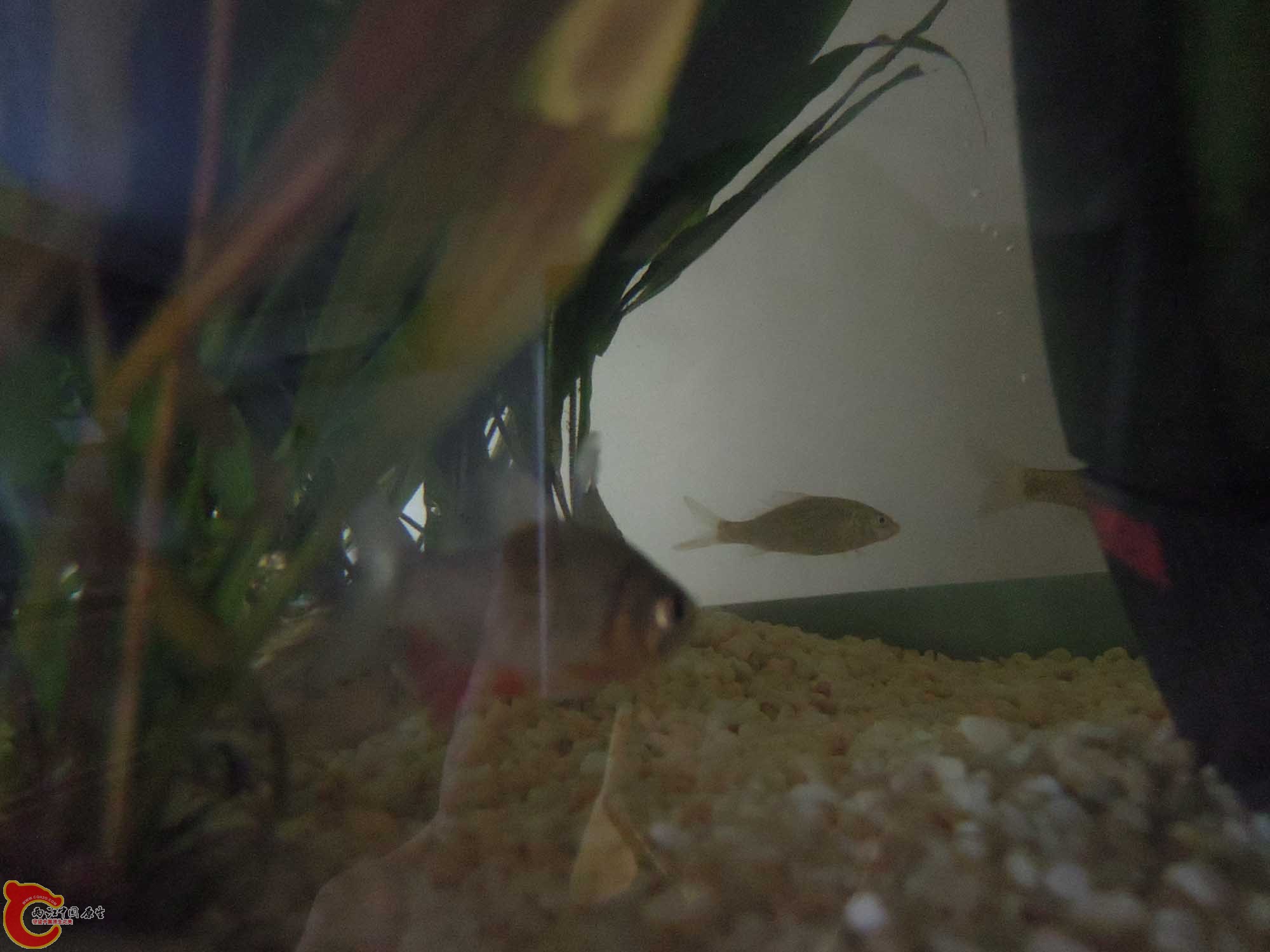 神马鱼啊
