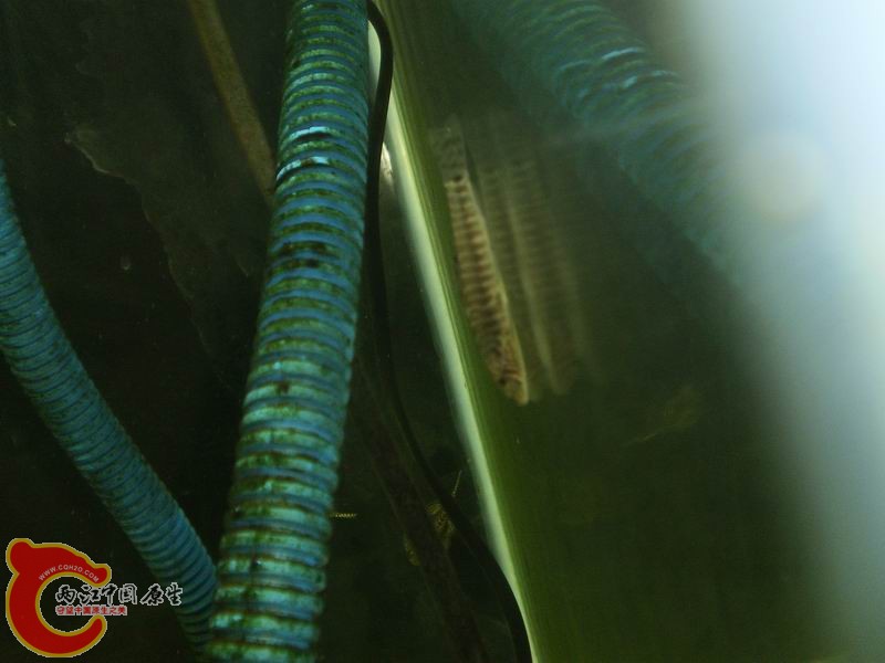 PA050436.JPG
