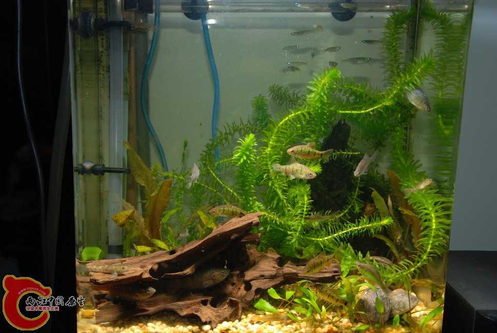 20111031鱼缸