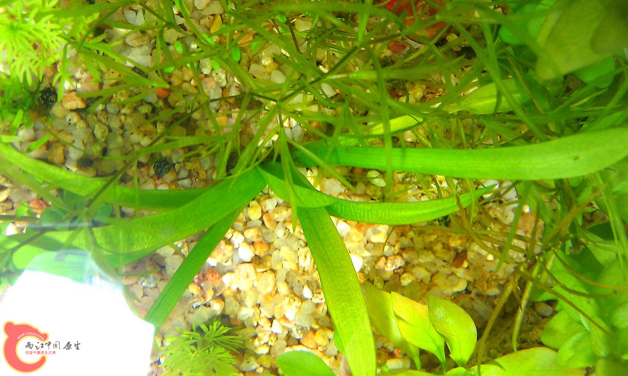 苦草.jpg