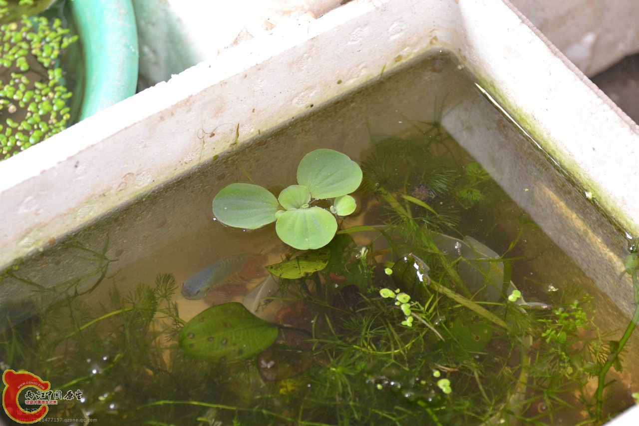 水白菜.jpg