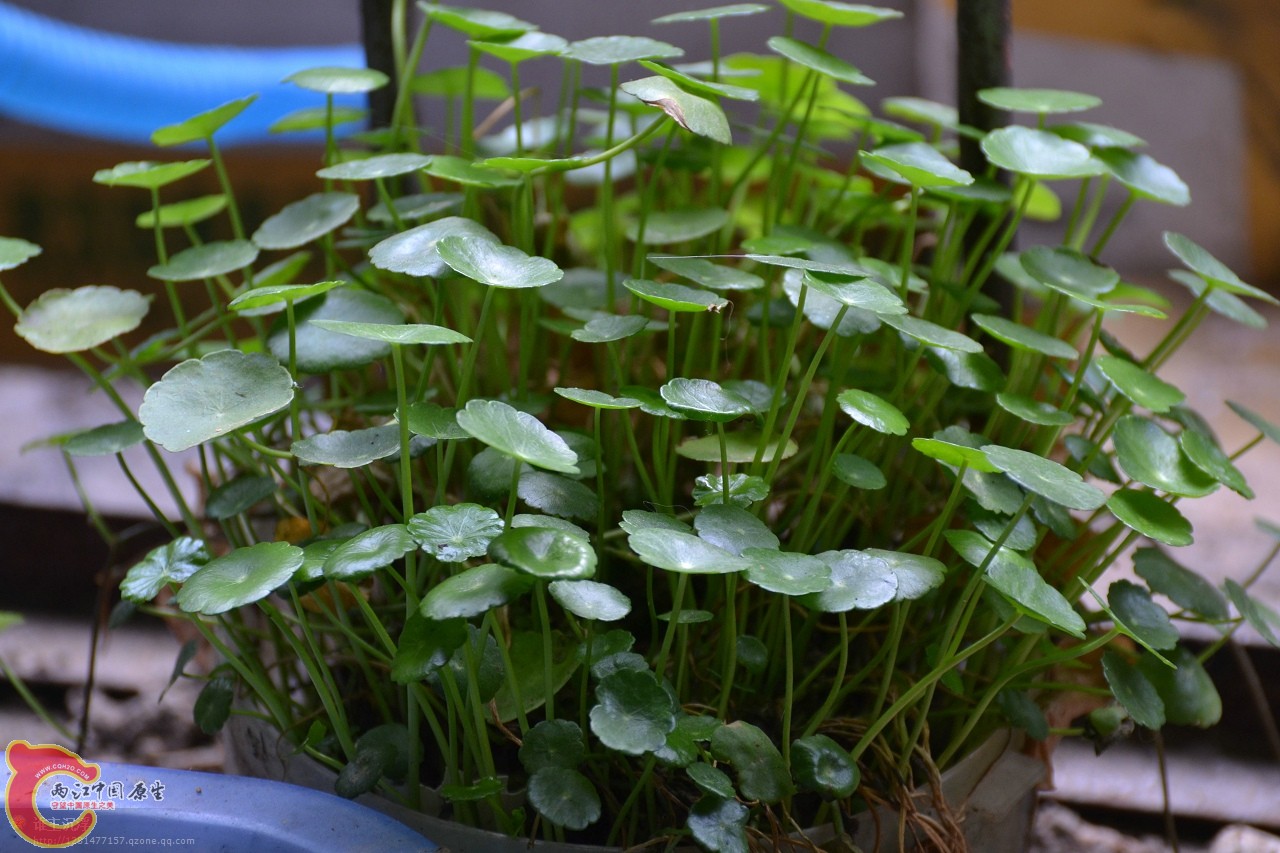 铜钱草.jpg