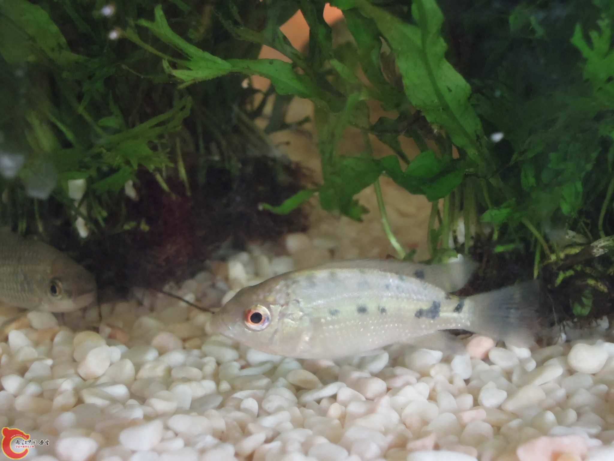 小非
