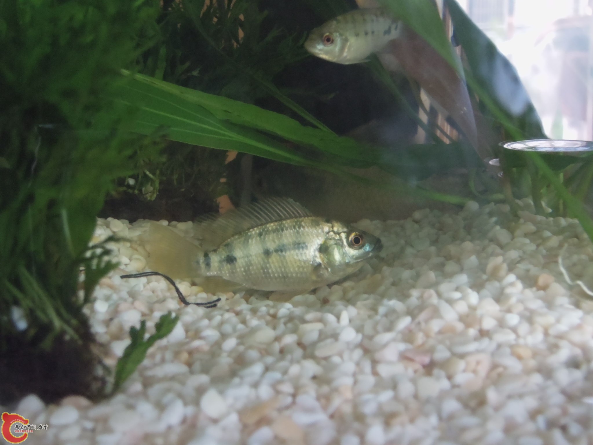 罗非