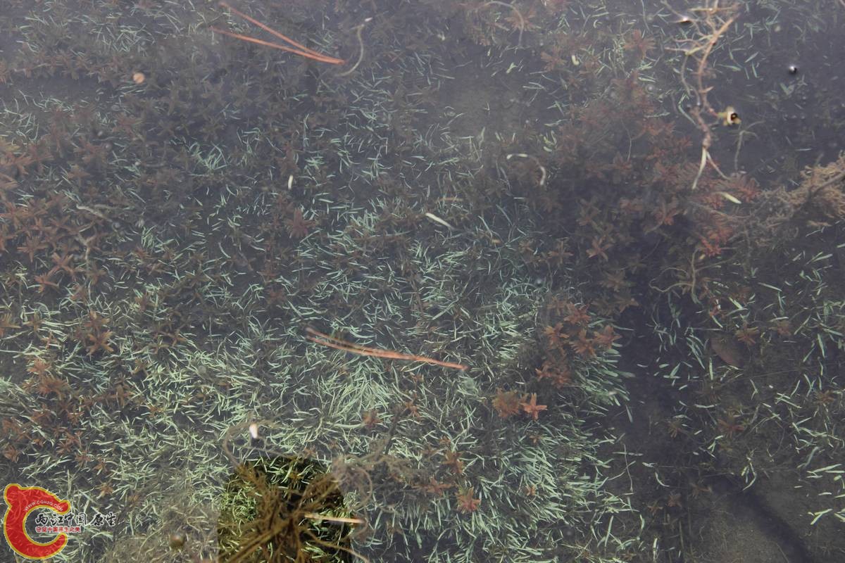 挖耳水下叶爽吧