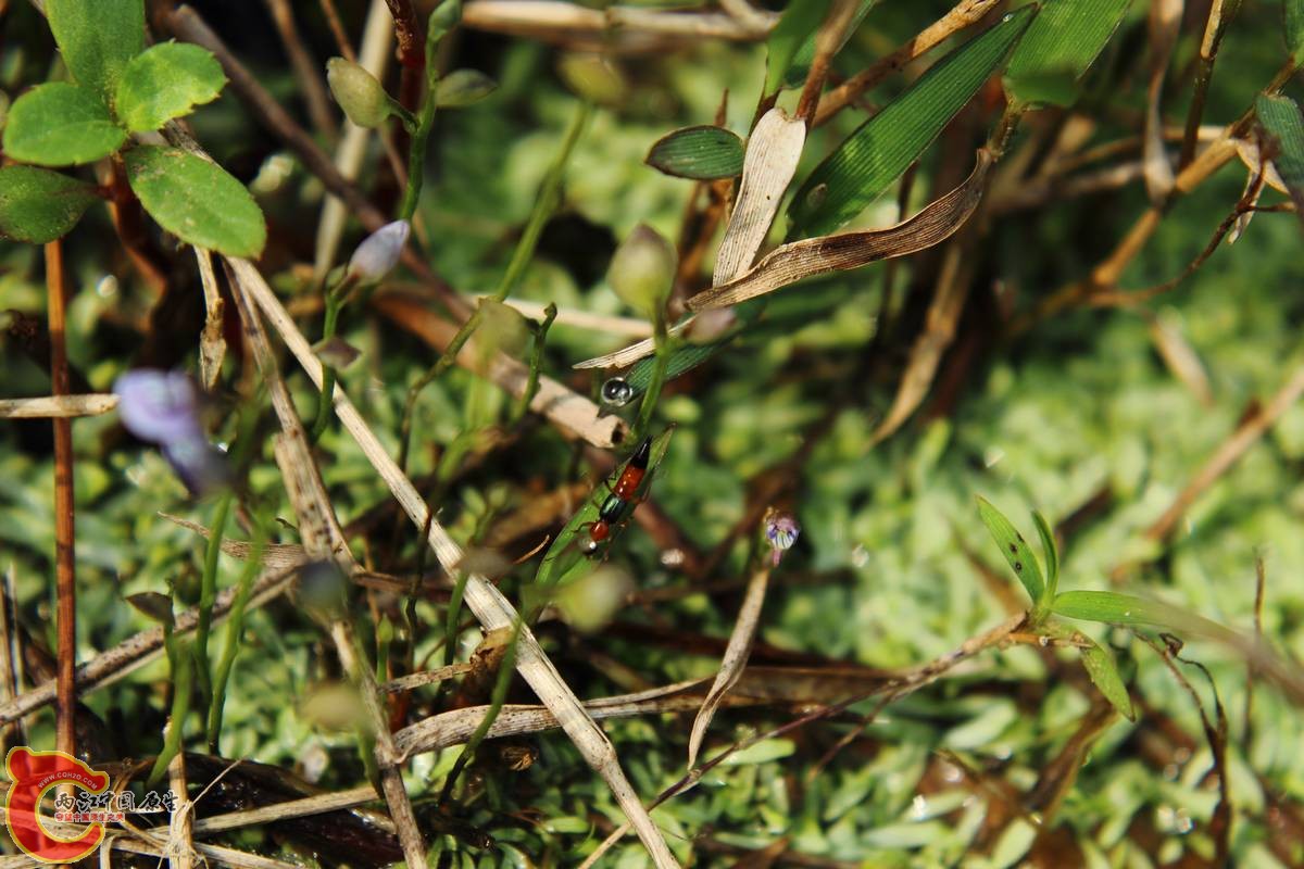 小草丛躲藏这大杀机隐翅虫野采野的大敌啊。
