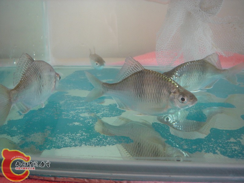 DSC08988_.JPG