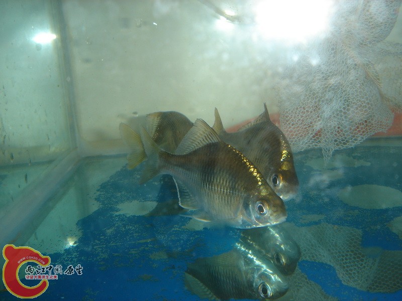 DSC08997_.JPG