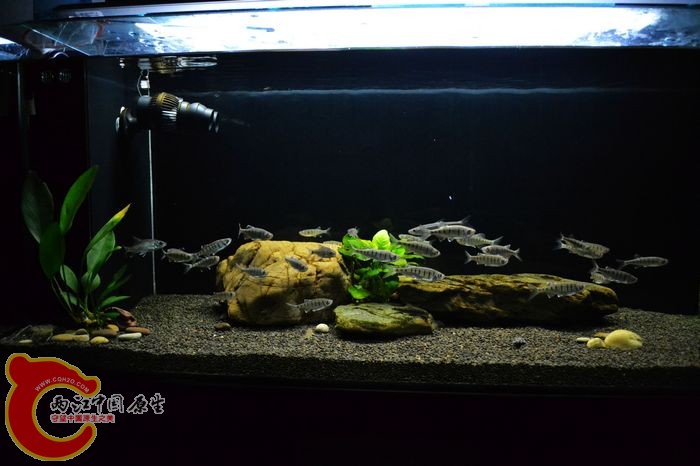 nEO_IMG_DSC_0387.jpg