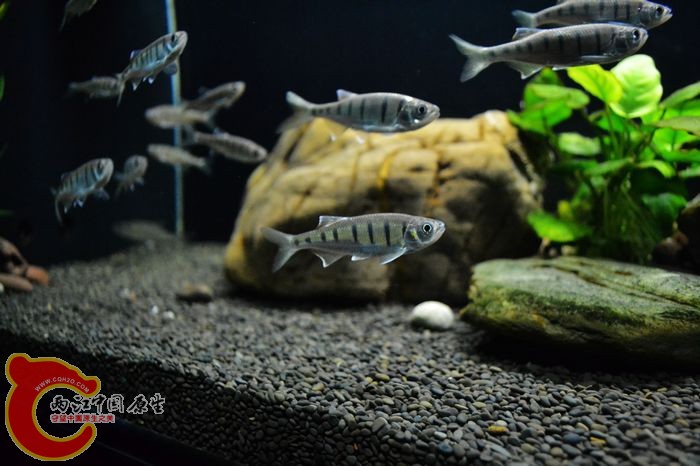nEO_IMG_DSC_0432.jpg