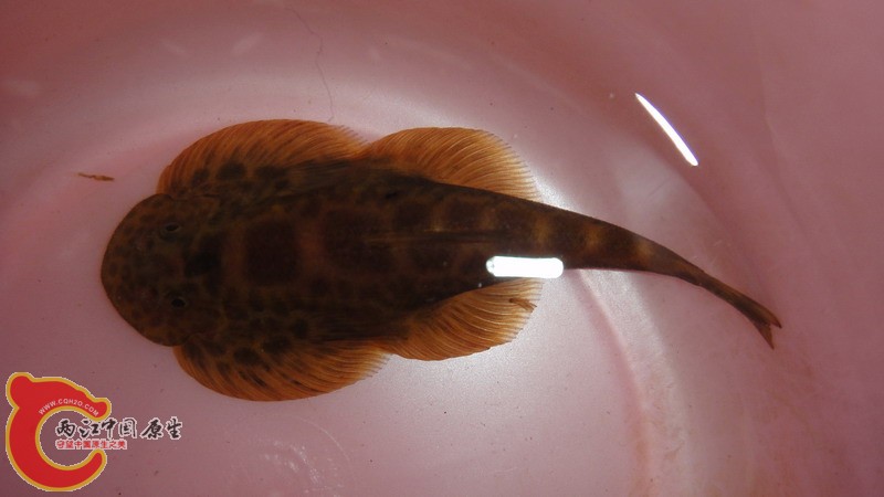 DSC07676_缩小大小.JPG