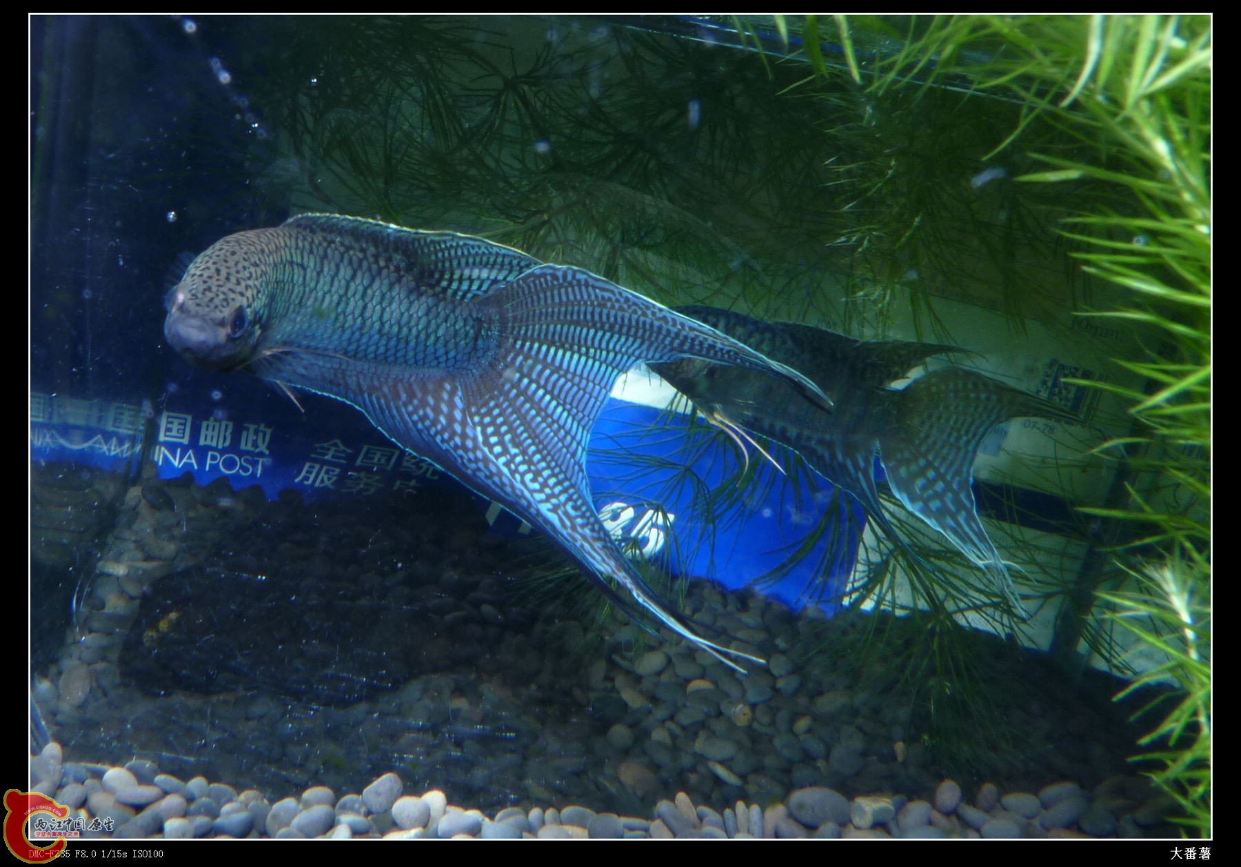 对缸1.jpg