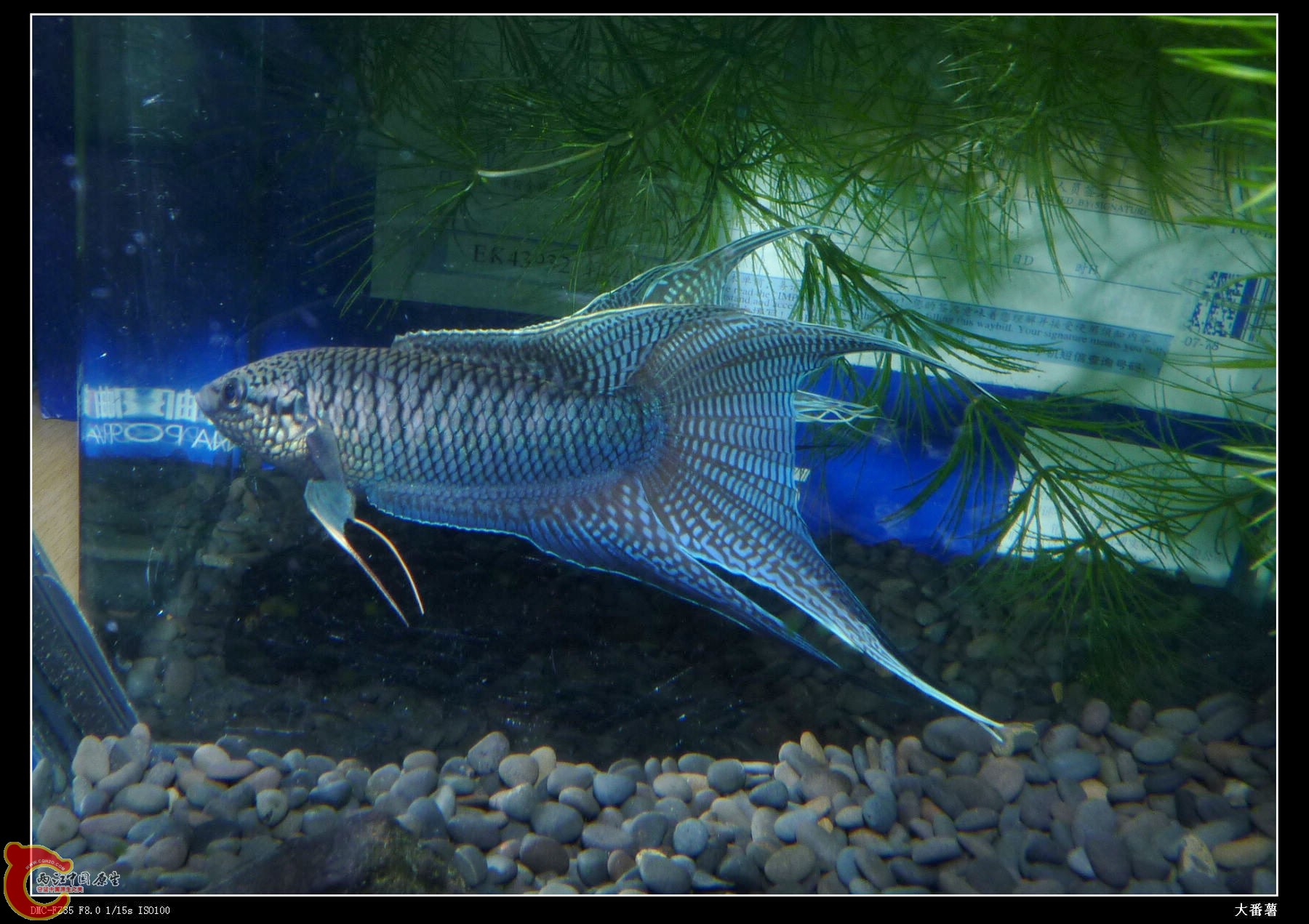对缸2.jpg