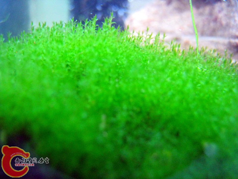 轉水成功的苔蘚.jpg