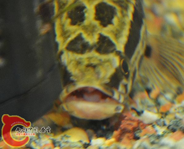 DSC_4350.JPG