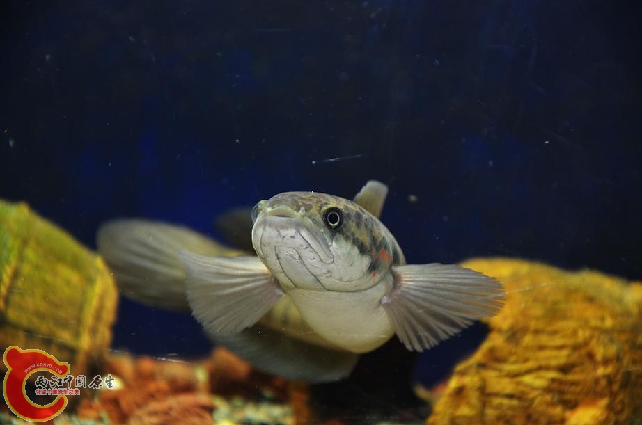 DSC_4360.JPG