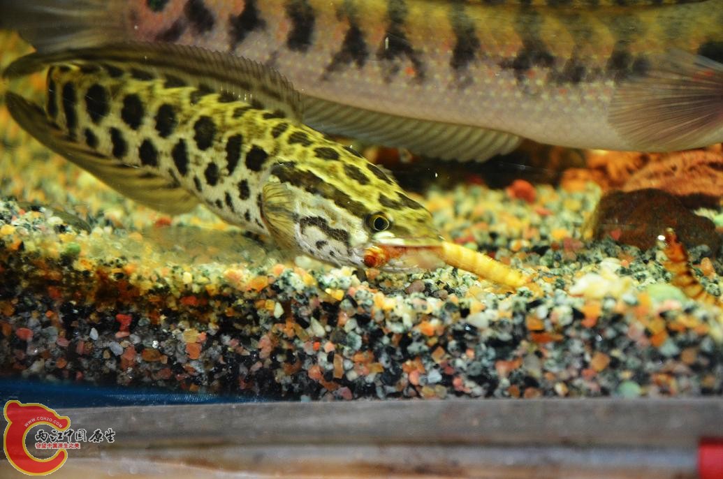 DSC_4373.JPG