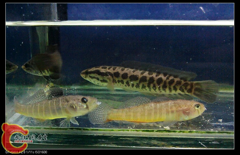 nEO_IMG_2011-11-04 18.33.31.jpg