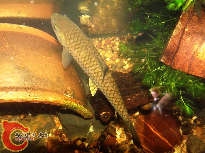 DSCF7684.jpg