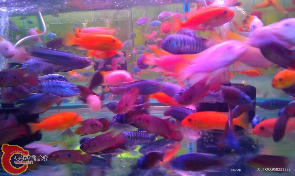 conew_imag0523.jpg