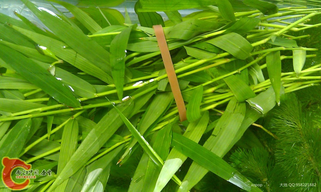 conew_imag0530.jpg