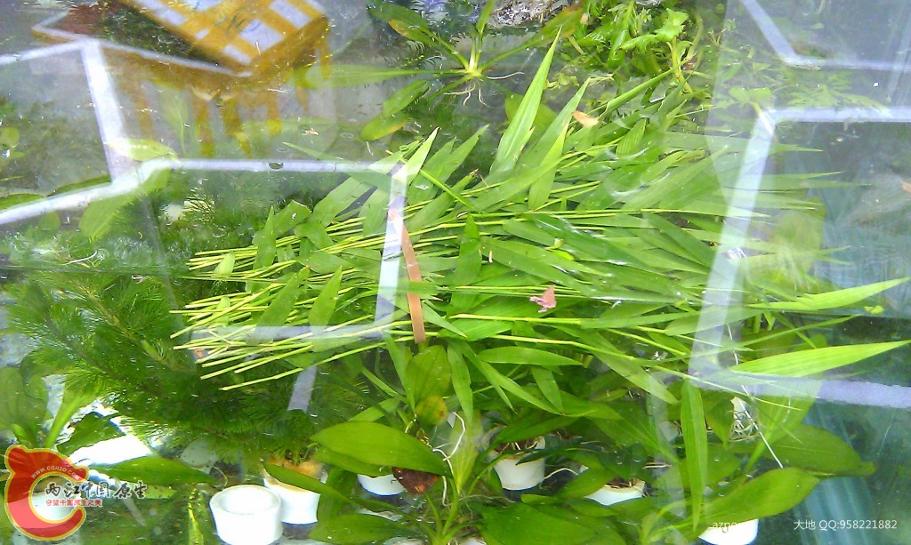 conew_imag0531.jpg