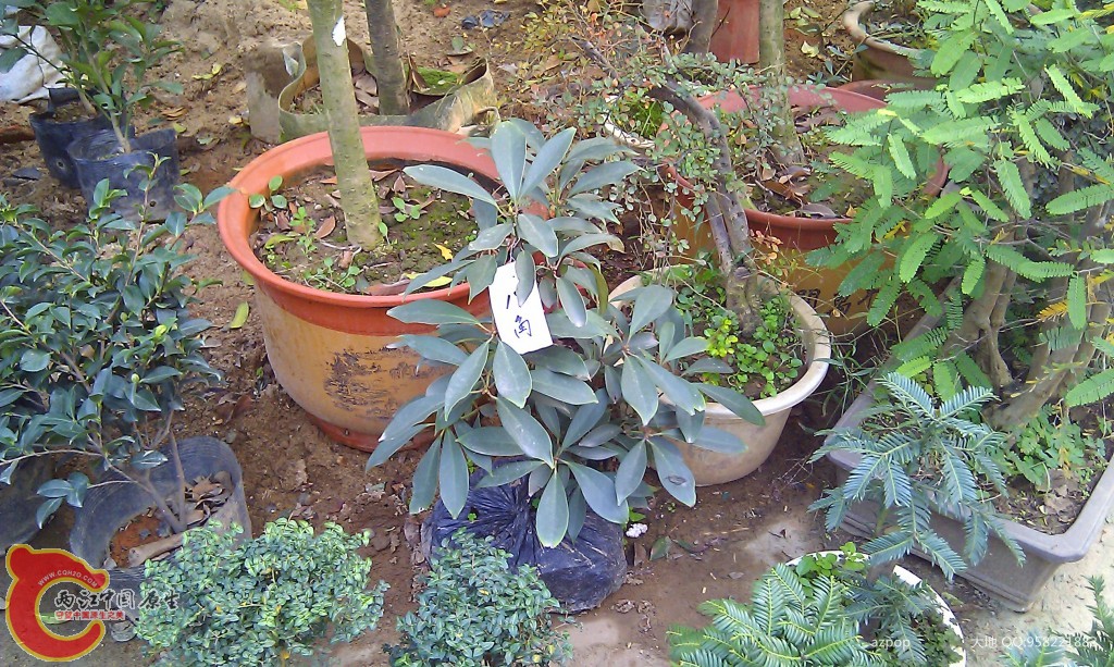 conew_imag0552.jpg