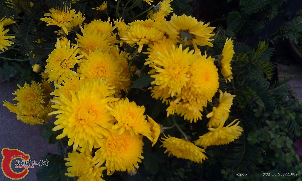 conew_imag0556.jpg