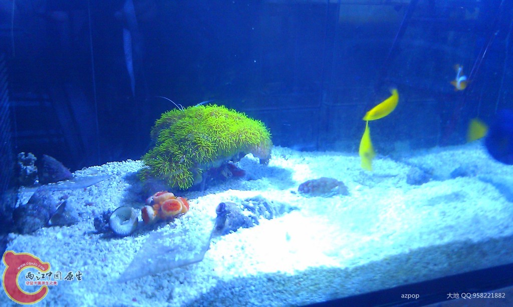 海水缸 (2).jpg