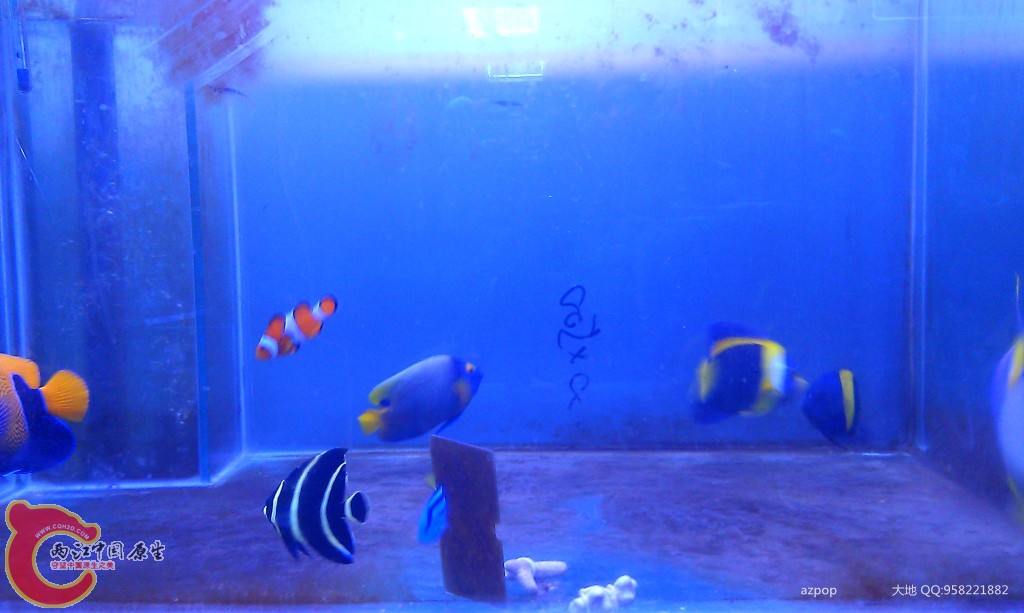 海水缸 (7).jpg