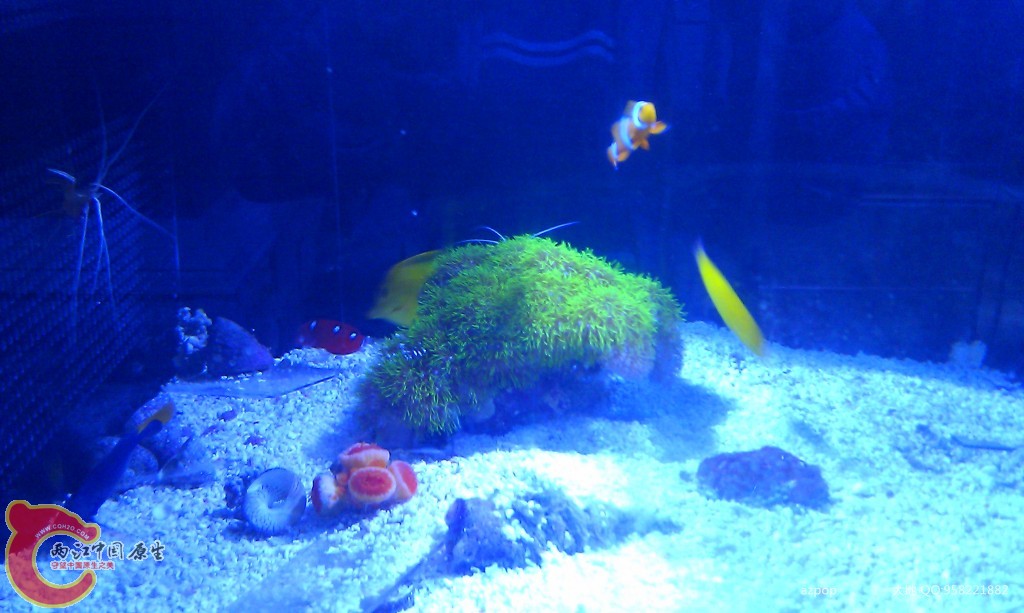 海水缸 (10).jpg