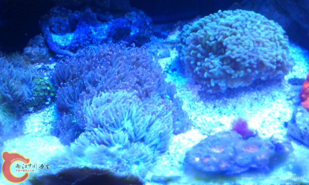 海水缸 (11).jpg