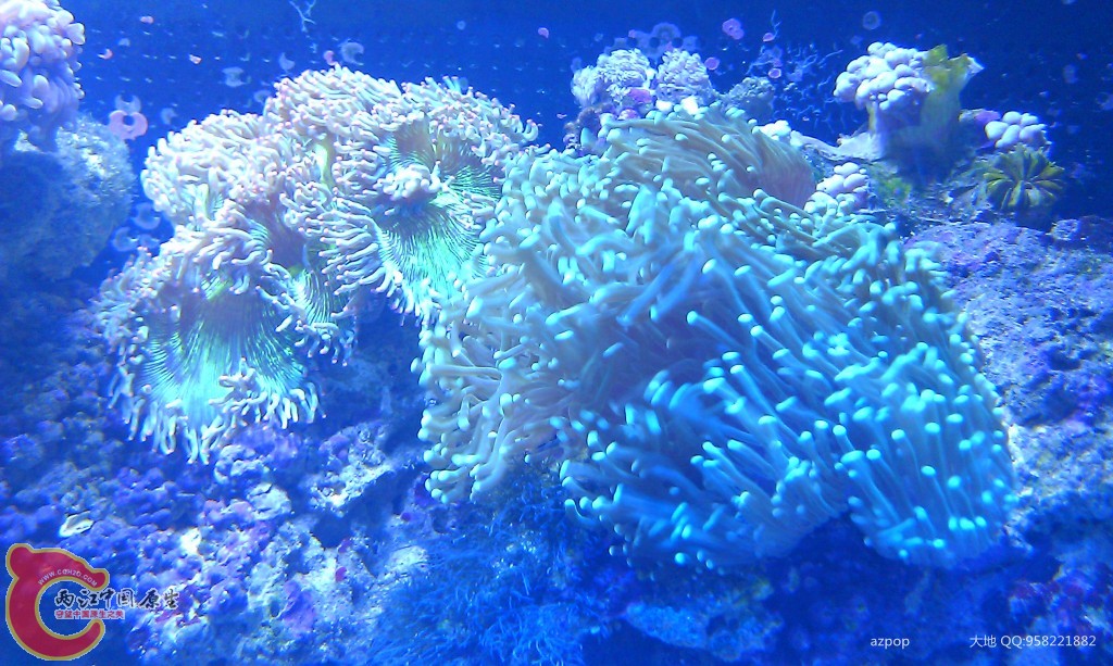 海水缸 (14).jpg