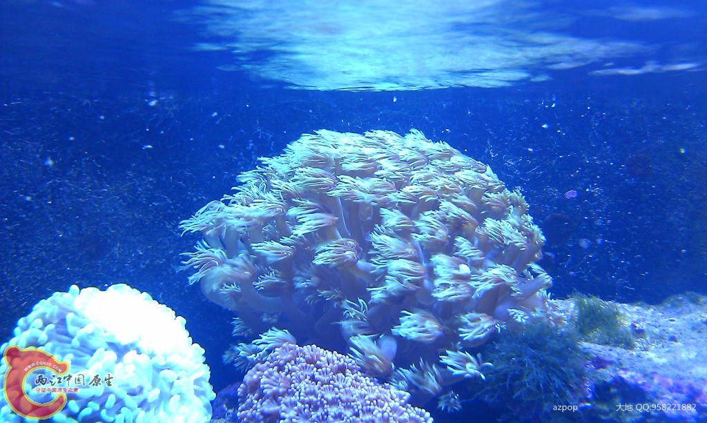 海水缸 (15).jpg