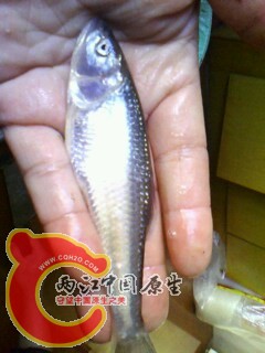 IMG0018A.jpg