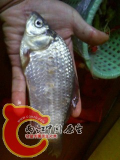 IMG0024A.jpg