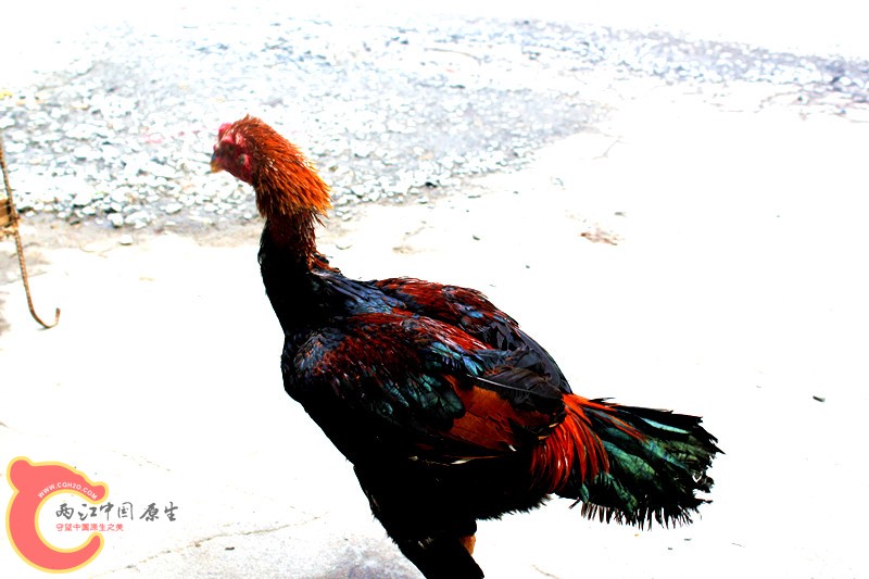 照片 061_副本.jpg