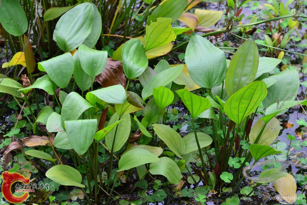 conew_20110925_317 - 副本.jpg
