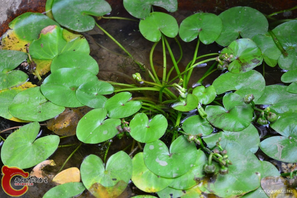 conew_20110925_349 - 副本.jpg