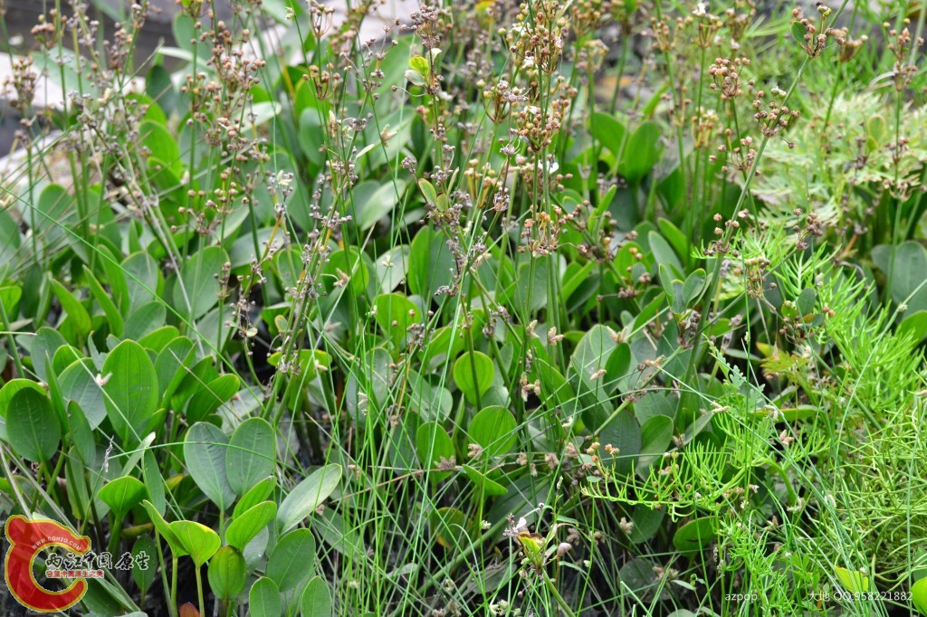 conew_20110925_350 - 副本.jpg