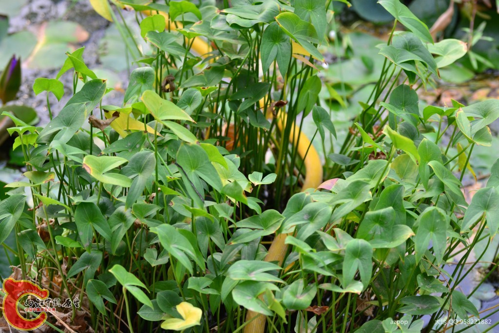 conew_20110925_351 - 副本.jpg