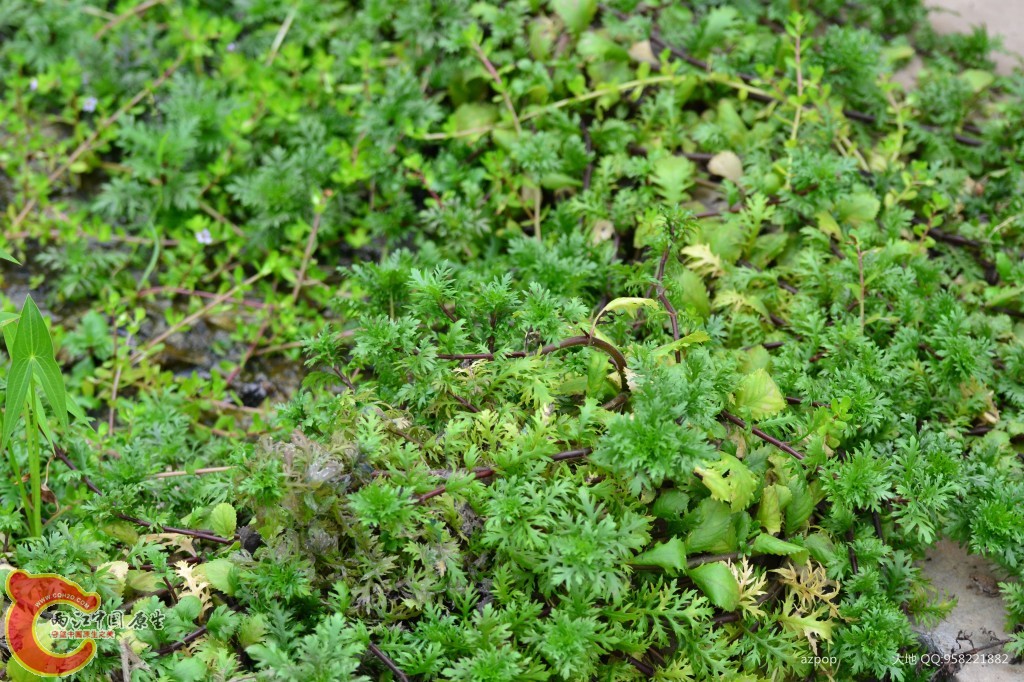 conew_20110925_354 - 副本.jpg