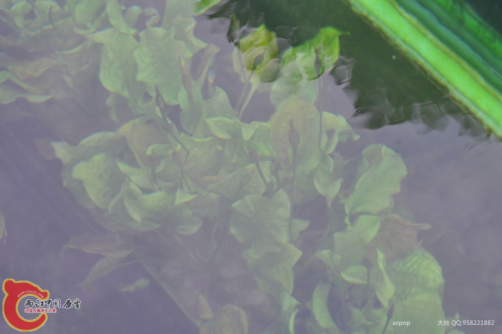 conew_20110925_368 - 副本.jpg